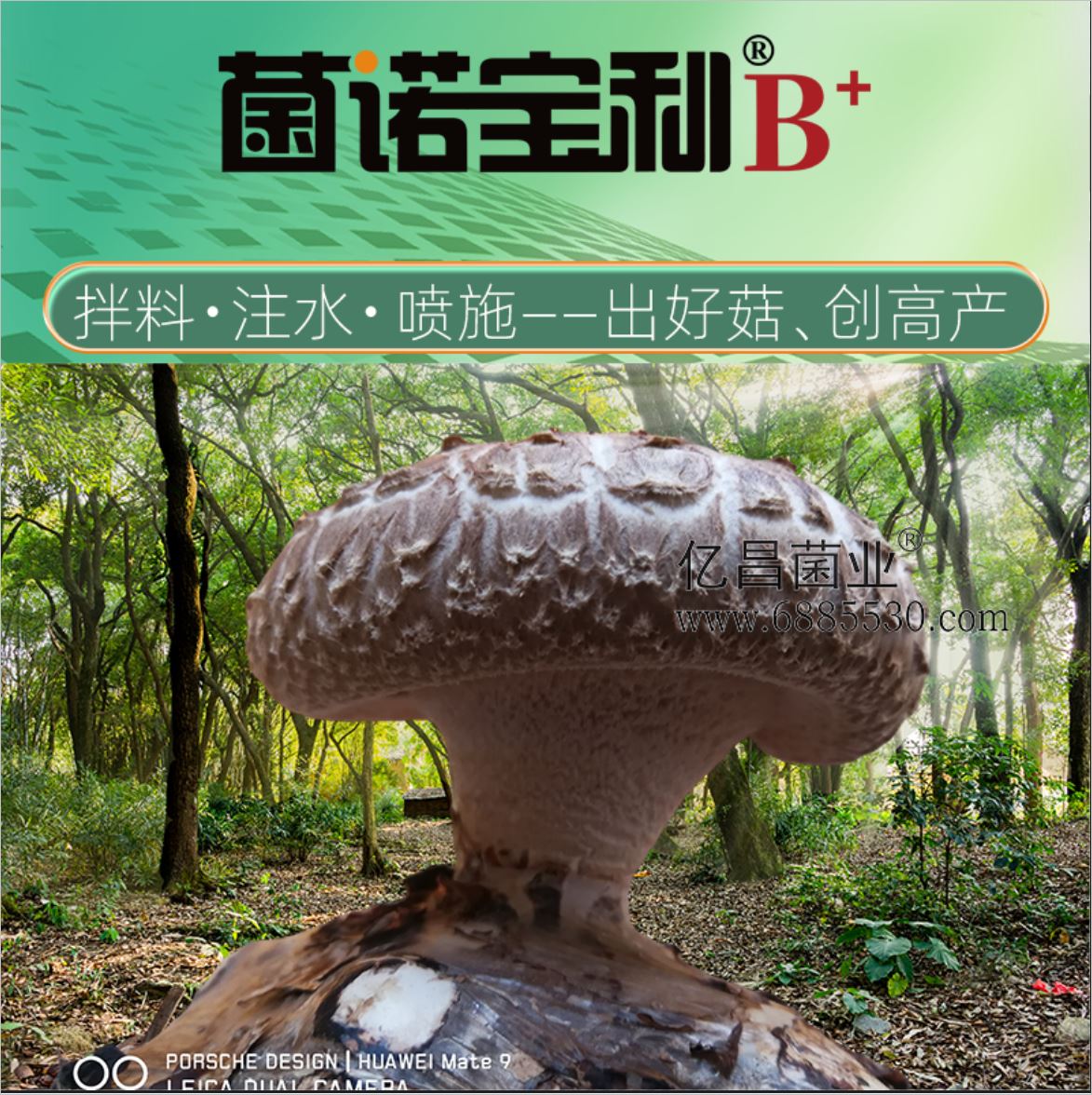 2026菌诺宝利B+（网页-1拌料+注水+喷施）出好菇、创高产