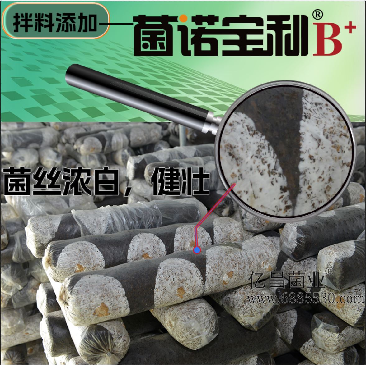 2026菌诺宝利B+（网页-2）菌丝浓白，健壮