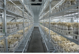 灰树花生产基地