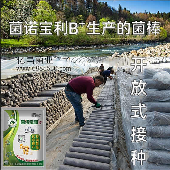 亿昌菌业-菌诺宝利B+（网页-8）开放式接种