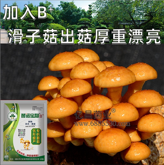 亿昌菌业-菌诺宝利B+（网页-21）加入B+滑子菇出菇厚重漂亮