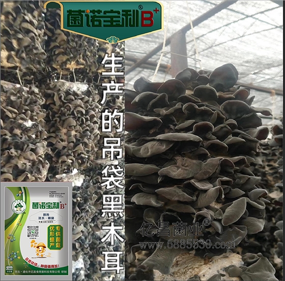 亿昌菌业-菌诺宝利B+（网页-23）生产吊袋黑木耳