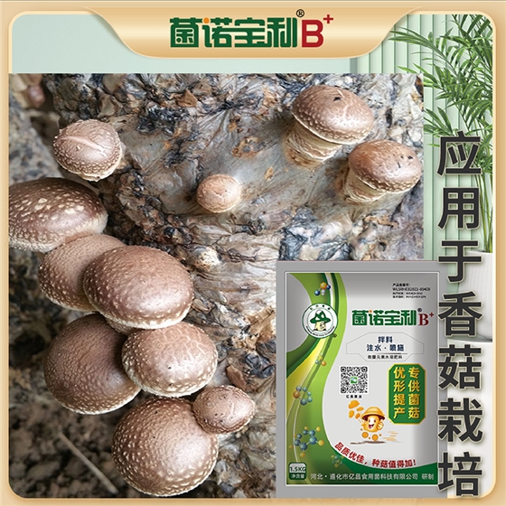 亿昌菌业-菌诺宝利B+（网页-44）应用于香菇栽培