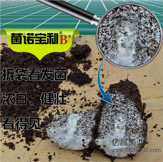 菌诺宝利B+：拆袋开发菌，浓白健壮看得见