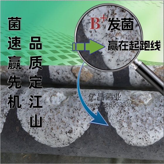 菌诺宝利B+：B+发菌赢在起跑线