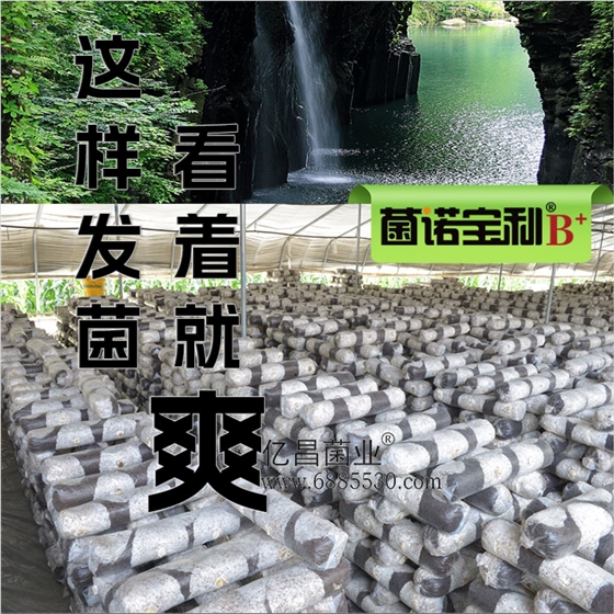 菌诺宝利B+：这样发菌看着就爽！