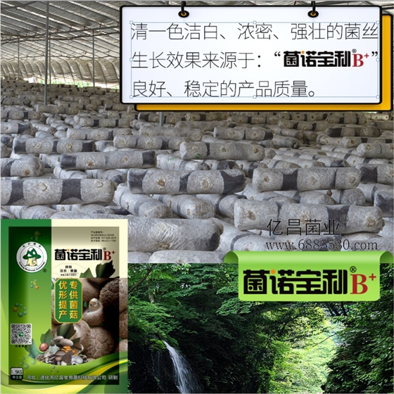 菌诺宝利B+（网页-6）清一色洁白、浓密、强壮的菌丝生长效果来源于：&ldquo;菌诺宝利B+&rdquo;良好、稳定的产品质量