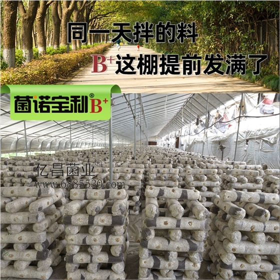 菌诺宝利B+（网页-7）同一天拌的料，B+这棚提前发满了