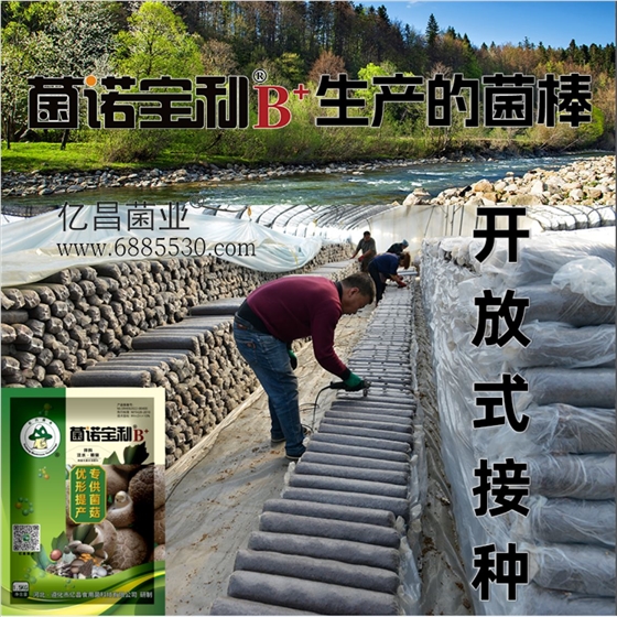 菌诺宝利B+（网页-8）开放式接种
