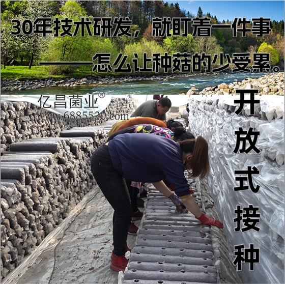 菌诺宝利B+（网页-9）30年技术研发，就盯着一件事&mdash;&mdash;怎么让种菇的少受累。开放式接种