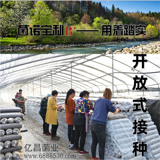 菌诺宝利B+（网页-10）菌诺宝利B+&mdash;&mdash;用着踏实。开放式接种
