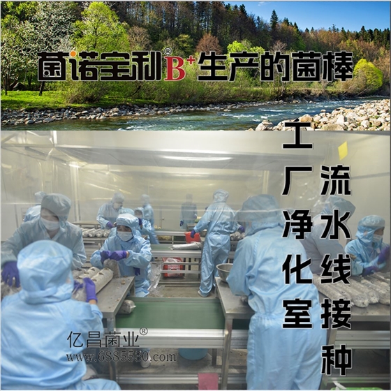 菌诺宝利B+（网页-11）工厂净化室流水线接种