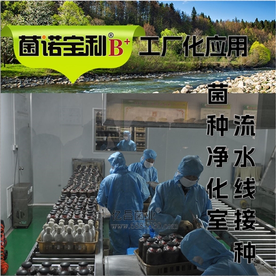 菌诺宝利B+（网页-12）菌种净化室流水线接种