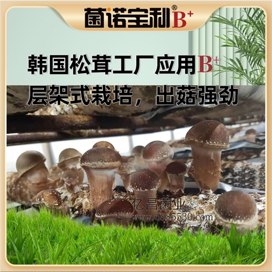 菌诺宝利B+（网页-17）韩国松茸工厂应用B+层架式栽培，出菇强劲