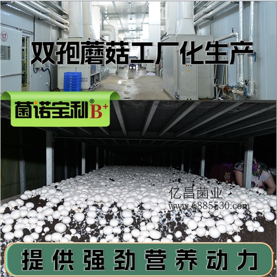 菌诺宝利B+（网页-18） 双孢蘑菇工厂化生产，菌诺宝利B+提供强劲营养动力