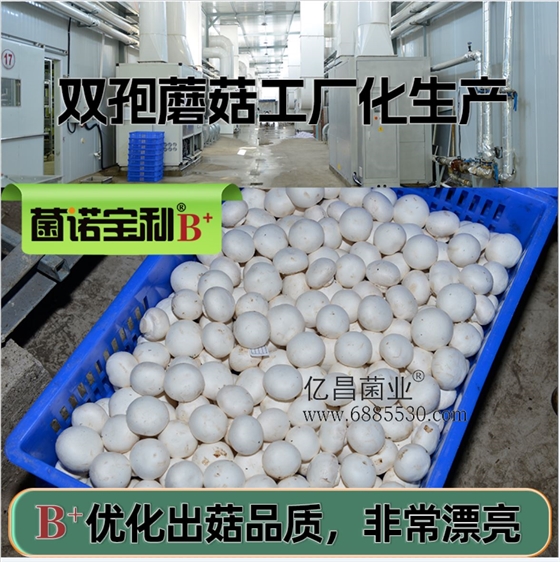 菌诺宝利B+（网页-19）双孢蘑菇工厂化生产，B+优化出菇品质，非常漂亮