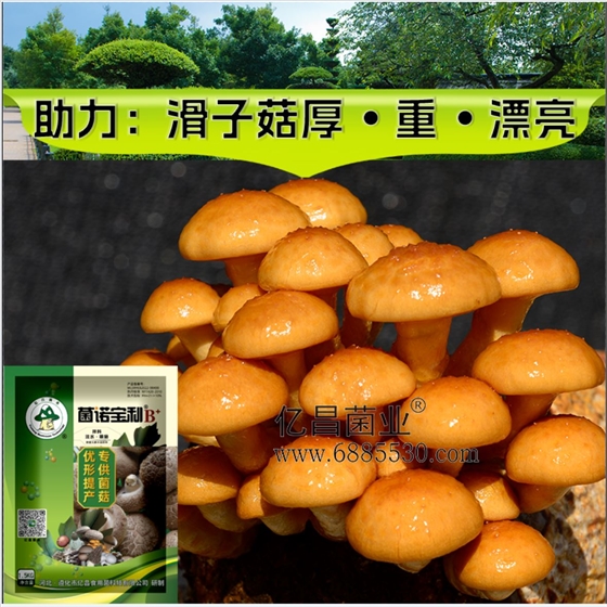 菌诺宝利B+（网页-21）助力滑子菇厚重漂亮