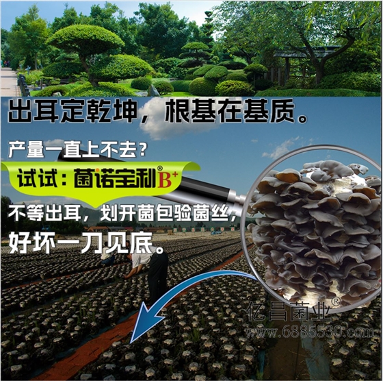 菌诺宝利B+（网页-22）出耳定乾坤，根基在基质。