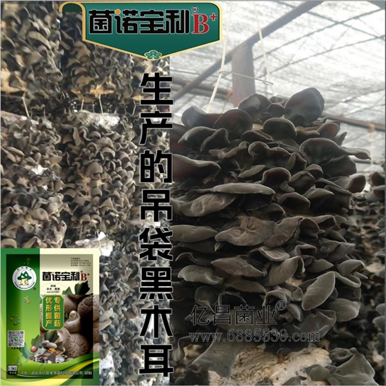 菌诺宝利B+（网页-23）生产吊袋黑木耳