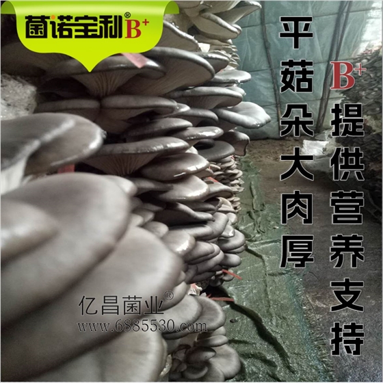 菌诺宝利B+（网页-24）平菇多大肉厚，B+提供营养支持