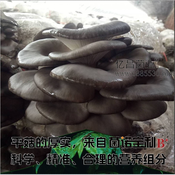 菌诺宝利B+（网页-25）平菇的厚实，来自菌诺宝利B+科学、精准的营养组分