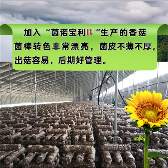 菌诺宝利B+（网页-26）加入&ldquo;菌诺宝利B+&rdquo;生产的香菇菌棒转色非常漂亮，均比不播不厚，出菇容易，后期好管理