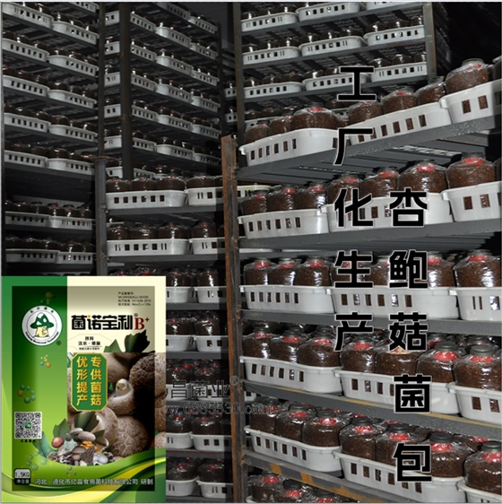 菌诺宝利B+（网页-27）工厂化栽培杏鲍菇菌包