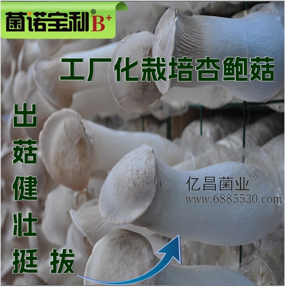 菌诺宝利B+（网页-28）工厂化栽培杏鲍菇，出菇健壮挺拔