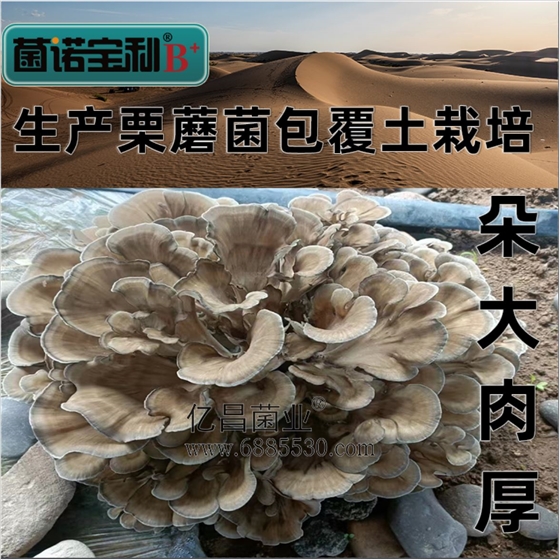 菌诺宝利B+（网页-29）覆土栽培栗蘑，朵大肉厚