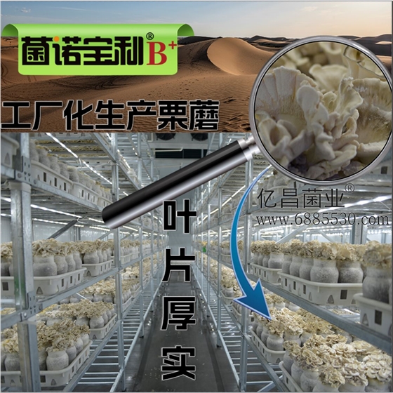 菌诺宝利B+（网页-30）工厂化生产栗蘑
