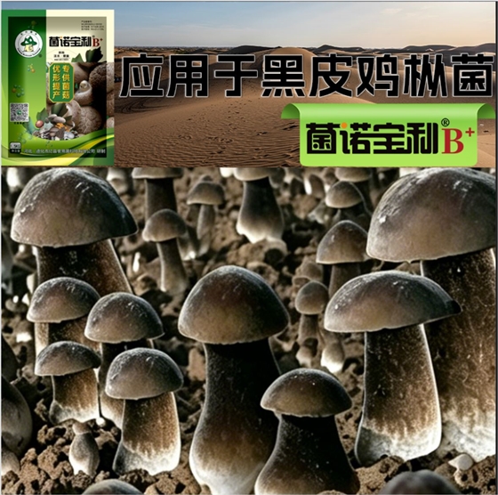 菌诺宝利B+（网页-32）应用于黑皮鸡枞菌