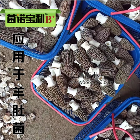 菌诺宝利B+（网页-34）应用于羊肚菌-2