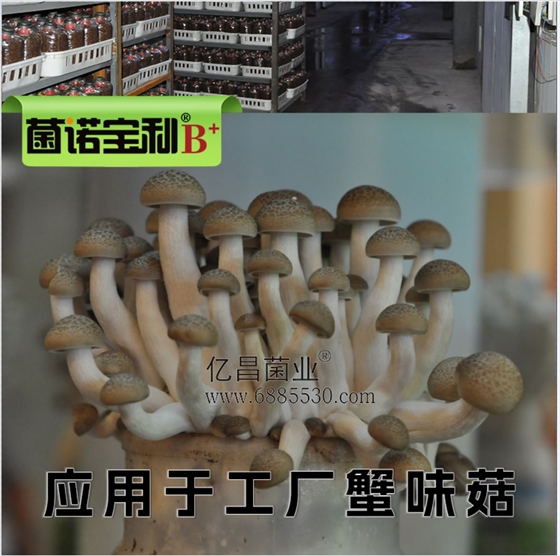 菌诺宝利B+（网页-35）应用于工厂蟹味菇