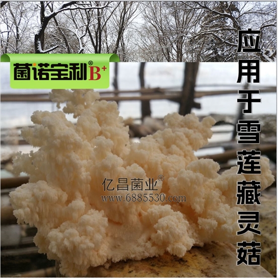 菌诺宝利B+（网页-36）应用于雪莲藏灵菇