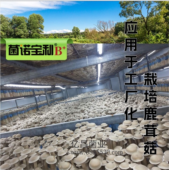 菌诺宝利B+（网页-37）应用于工厂化栽培鹿茸菇