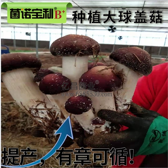 菌诺宝利B+（网页-38）种植大球盖菇，高产如此简单
