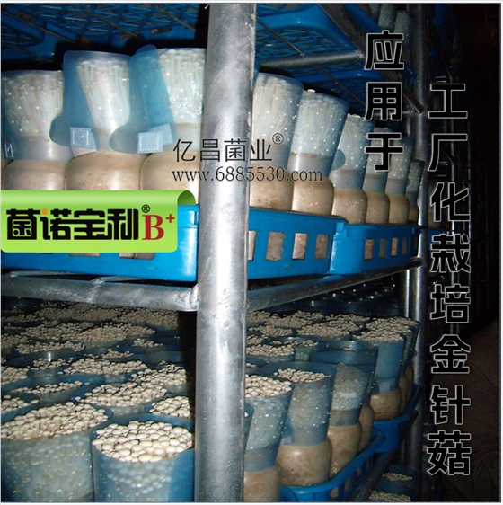 菌诺宝利B+（网页-39）应用于金针菇工厂