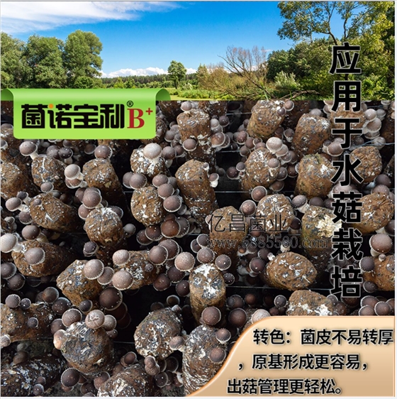 菌诺宝利B+（网页-40）应用于水菇栽培，出菇容易，好管理