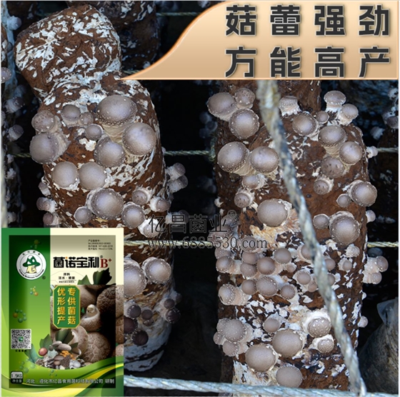 菌诺宝利B+（网页-41）菇蕾强劲，方能高产