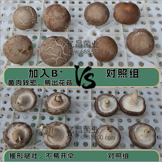 菌诺宝利B+（网页-43）香菇对比