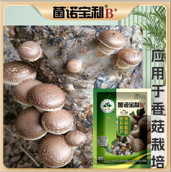 菌诺宝利B+（网页-44）应用于香菇栽培