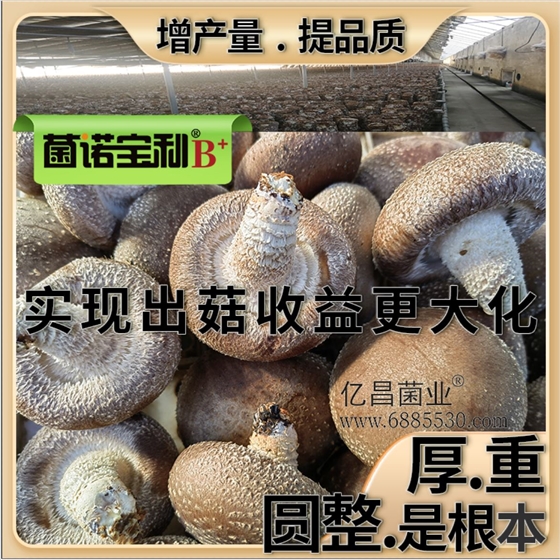 菌诺宝利B+（网页-46）应用于香菇栽培