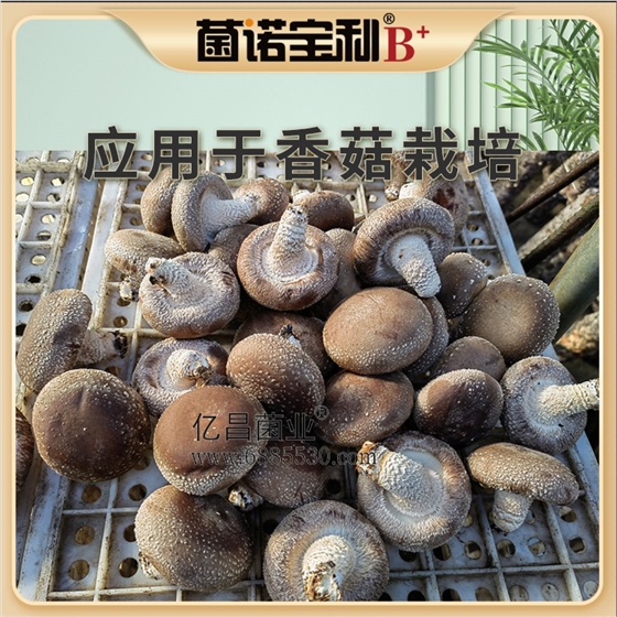 菌诺宝利B+（网页-45）应用于香菇栽培