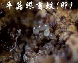 平菇蚊子-亿昌菌业.jpg
