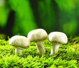 秋、冬季适宜栽培的菌类 秋、冬季适宜栽培的菌类