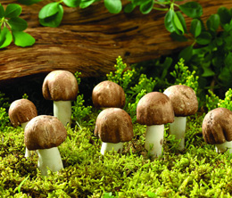 食用菌追肥注意事项 食用菌追肥注意事项