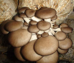 棉柴栽培平菇技术 棉柴栽培平菇技术