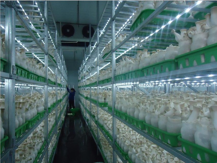 防止菇类萎蔫症八要点