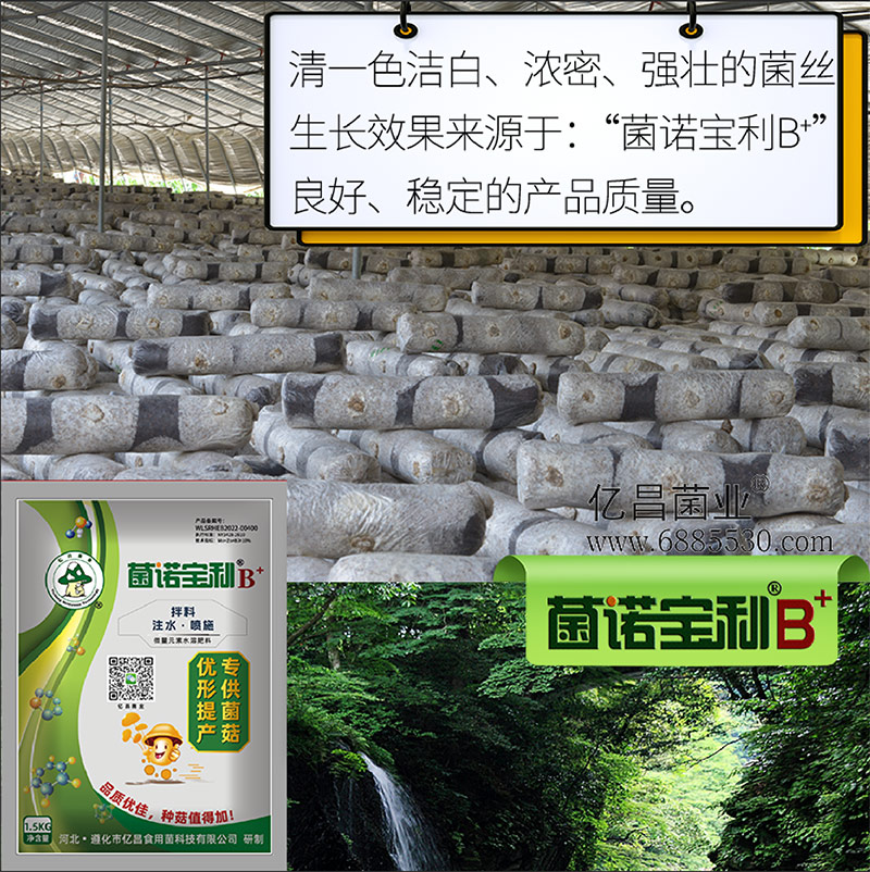亿昌菌业-菌诺宝利B+（网页-6）清一色洁白、浓密、强壮的菌丝生长效果来源于：&ldquo;菌诺宝利B+&rdquo;良好、稳定的产品质量
