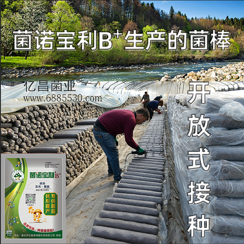 亿昌菌业-菌诺宝利B+（网页-8）开放式接种